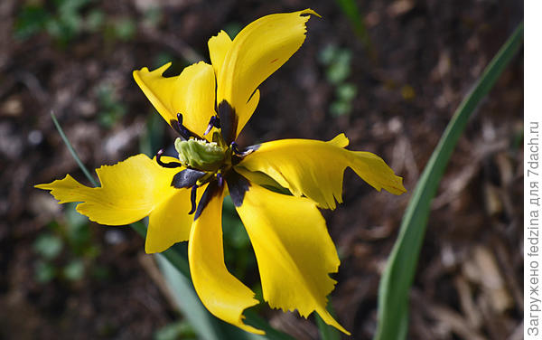 Тюльпан 'Желтый паучок' ('Yellow Spider')