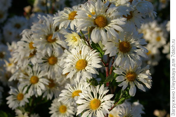 Балы хризантем 2015 - 2016: сорта в массовом цветении. Фото
