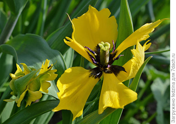 Тюльпан 'Желтый паучок' ('Yellow Spider')