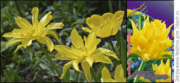 Тюльпан 'Желтый паучок' ('Yellow Spider')