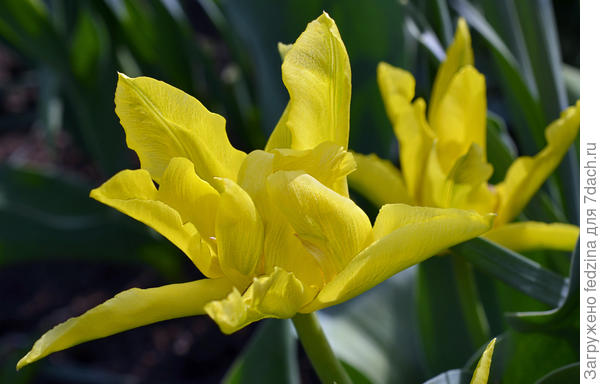 Тюльпан 'Желтый паучок' ('Yellow Spider')