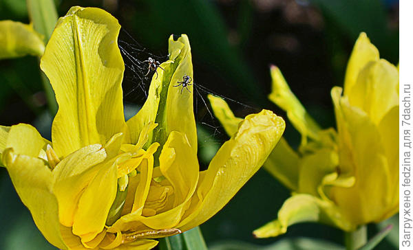Тюльпан 'Желтый паучок' ('Yellow Spider')