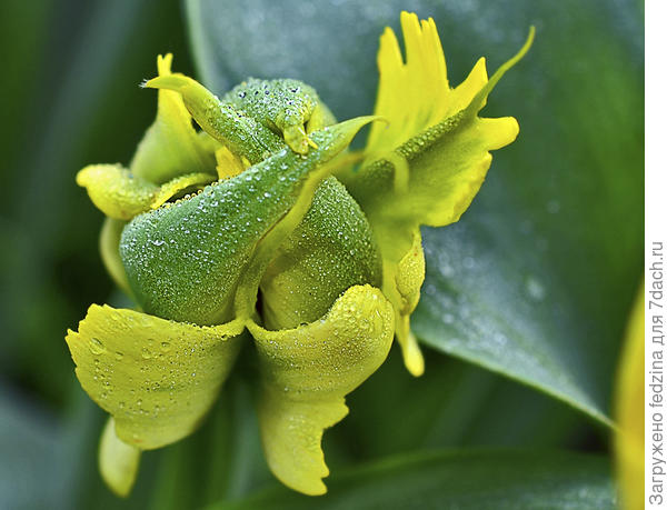 Тюльпан 'Желтый паучок' ('Yellow Spider')