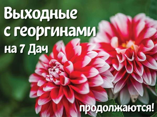 На 7 дач - воскресенье с георгинами!