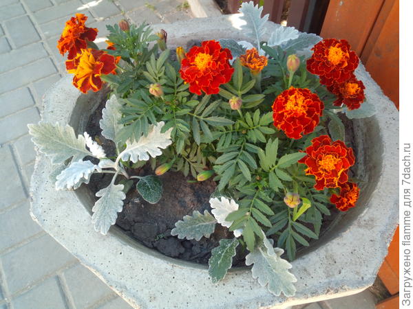 Бархатцы Болеро. Итоговый отчет