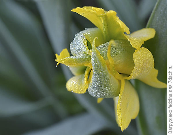 Тюльпан 'Желтый паучок' ('Yellow Spider')