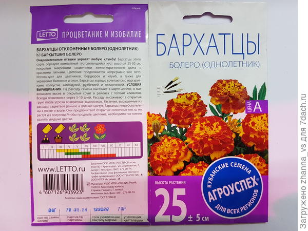 Бархатцы Болеро. Тест на всхожесть